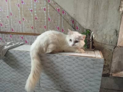 triple Coat Persian