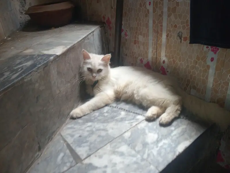 triple Coat Persian — photo 2
