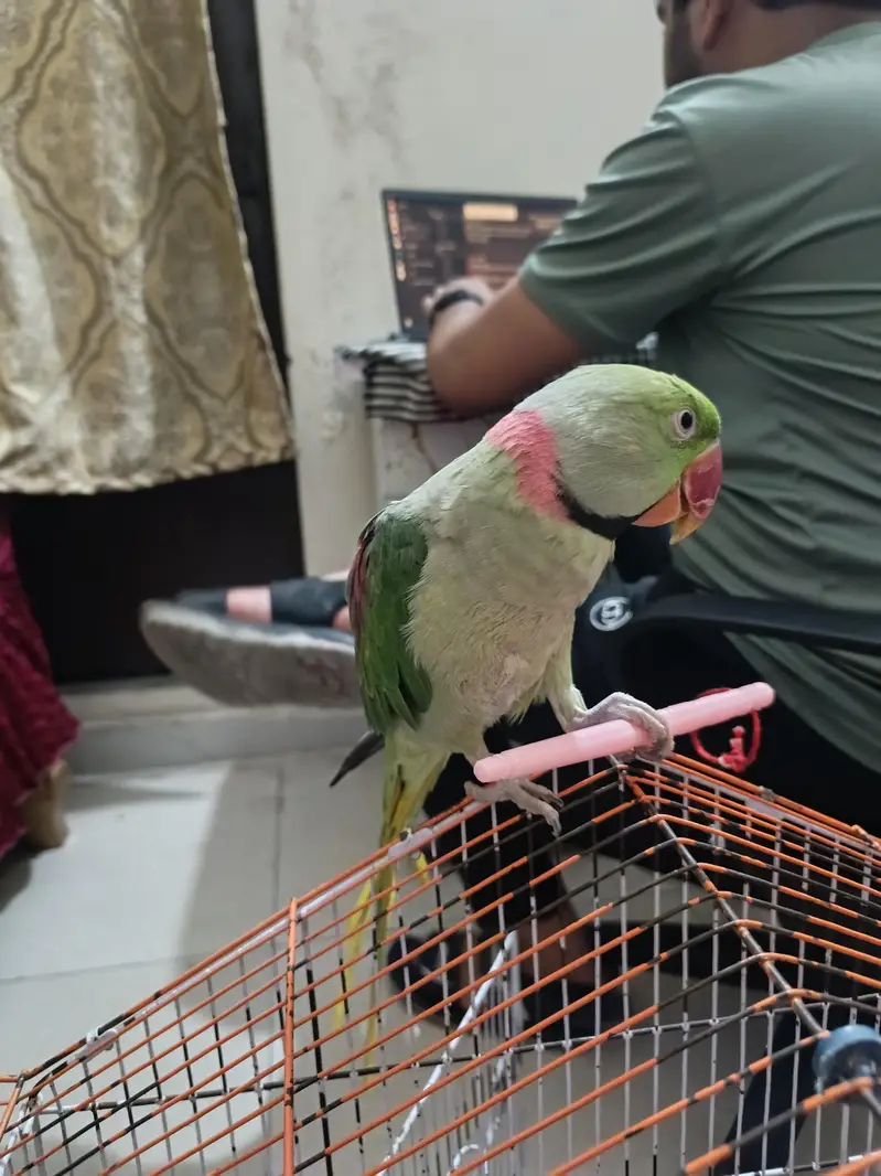 Hand tame Raw Male — photo 10