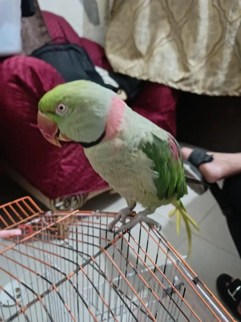Hand tame Raw Male — photo 11