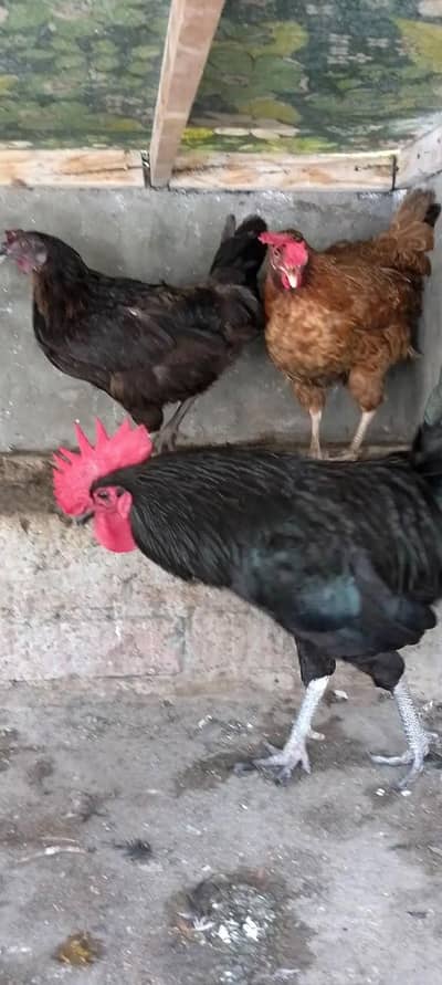 Australorp Rooster & Desi Hens For Sale