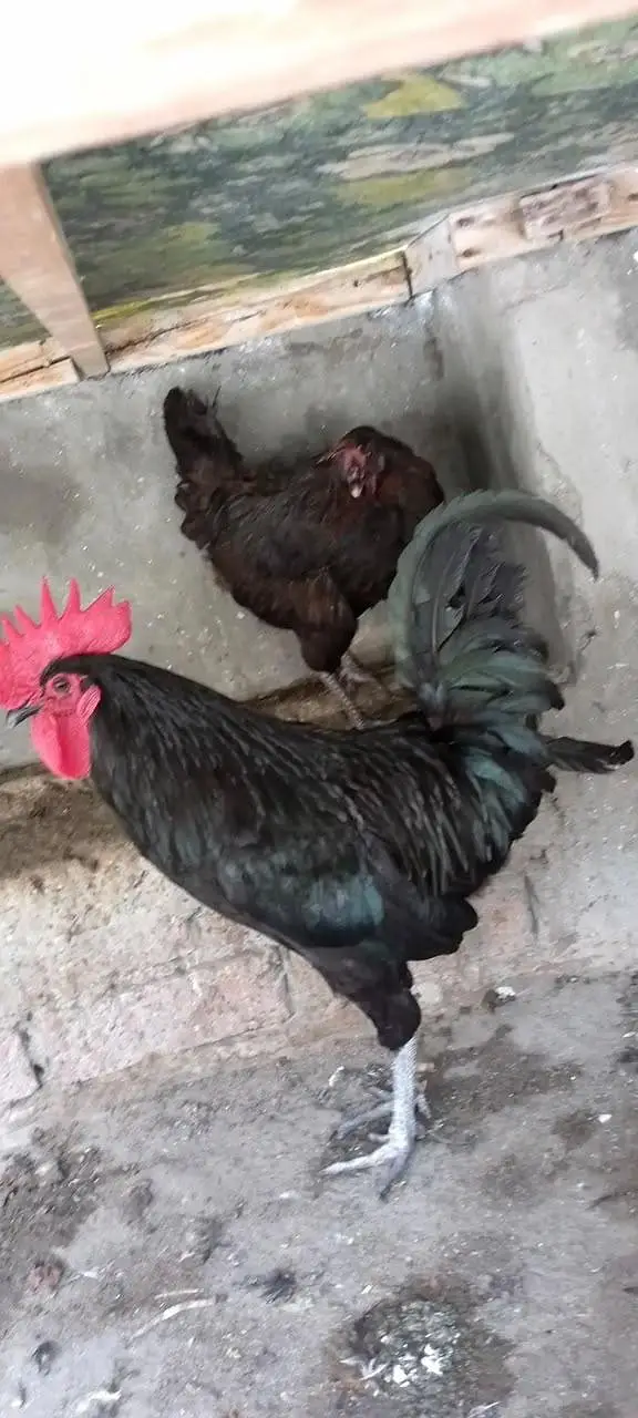 Australorp Rooster & Desi Hens For Sale — photo 2