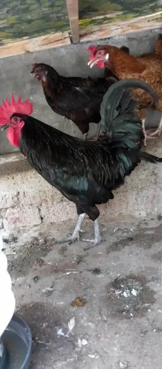 Australorp Rooster & Desi Hens For Sale — photo 3
