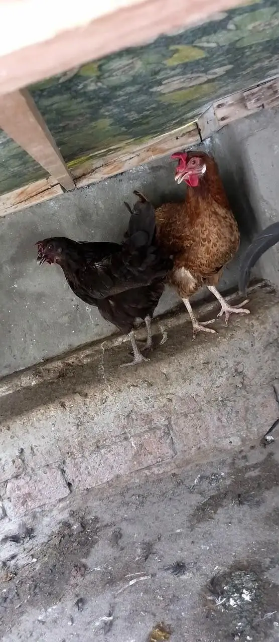 Australorp Rooster & Desi Hens For Sale — photo 4