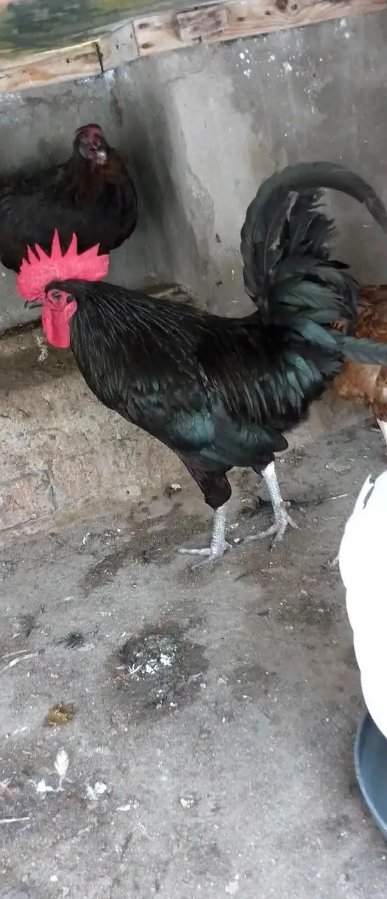 Australorp Rooster & Desi Hens For Sale — photo 5