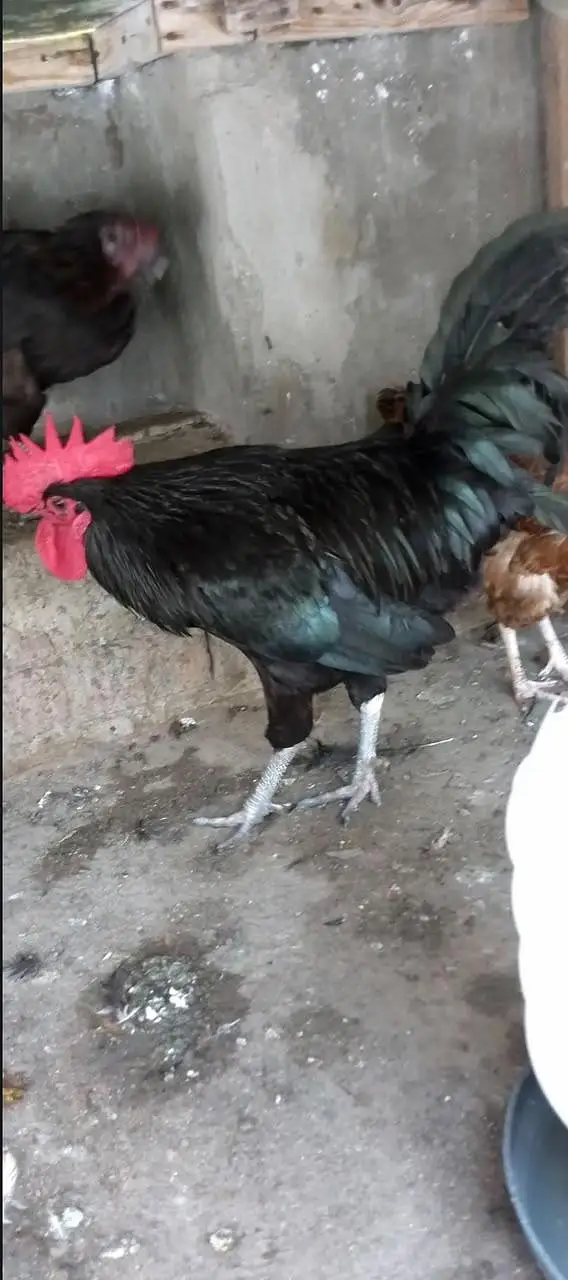 Australorp Rooster & Desi Hens For Sale — photo 6