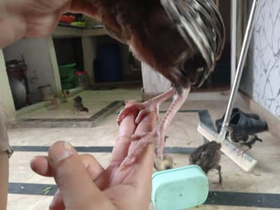 Assel Chicks sale
