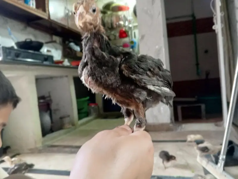 Assel Chicks sale — photo 2