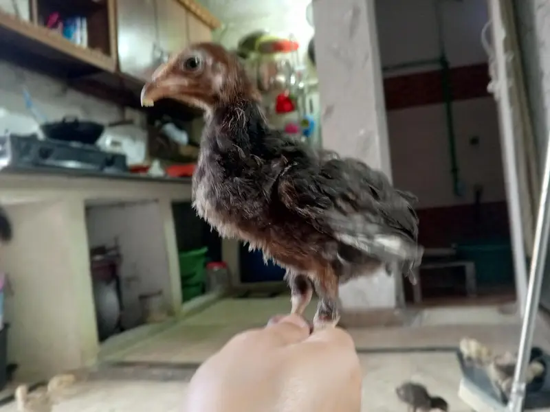 Assel Chicks sale — photo 3