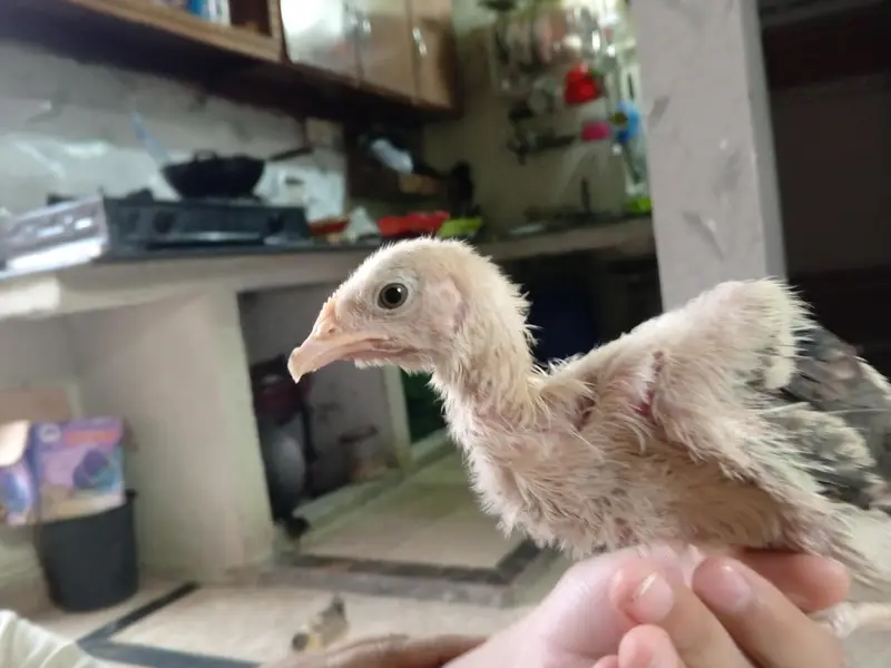 Assel Chicks sale — photo 4