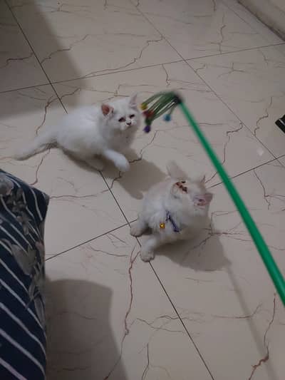 Punch Face Persian Cats
