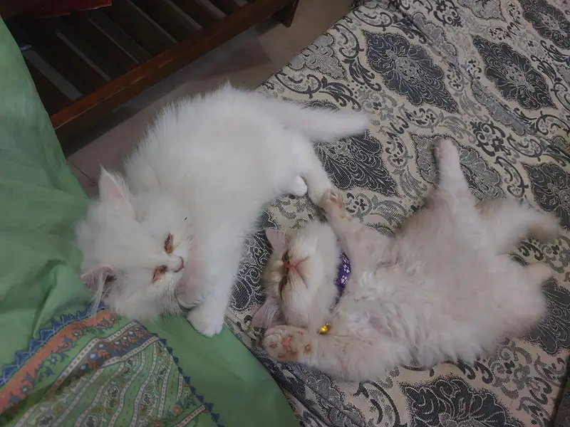 Punch Face Persian Cats — photo 2