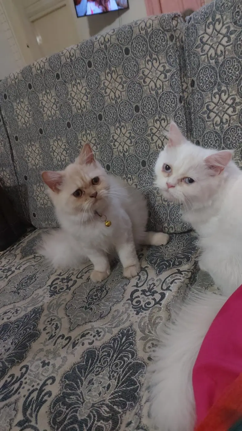 Punch Face Persian Cats — photo 3