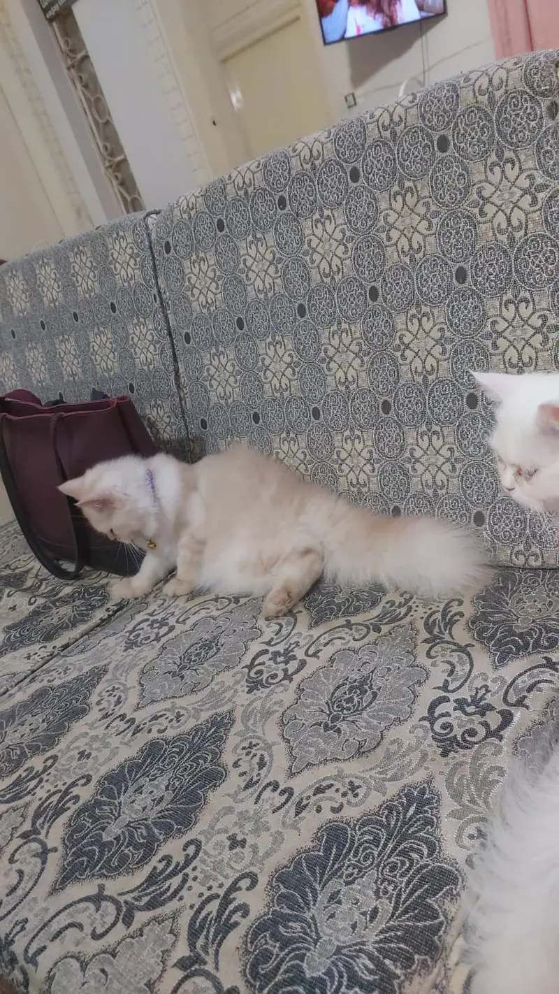 Punch Face Persian Cats — photo 4