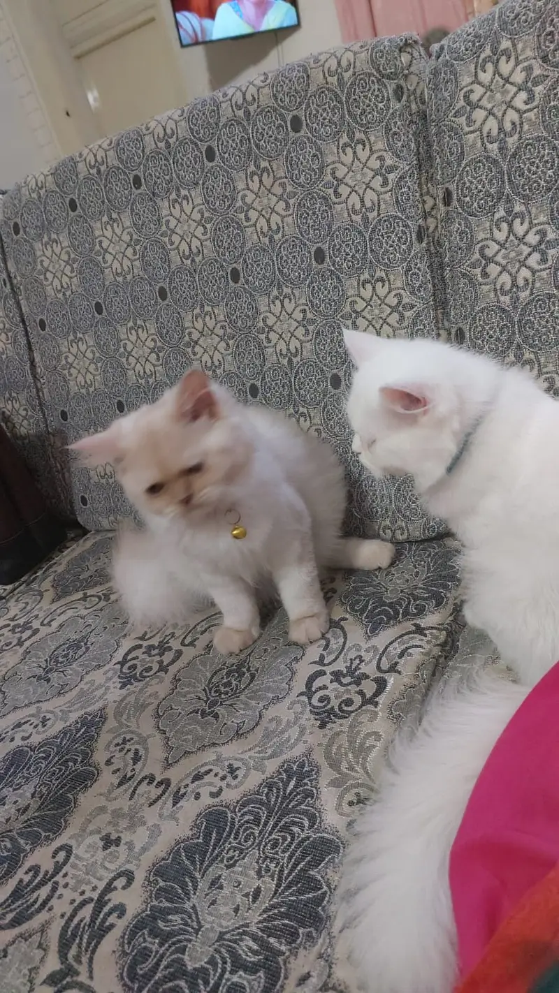 Punch Face Persian Cats — photo 5
