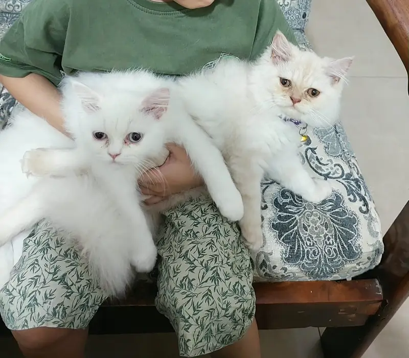 Punch Face Persian Cats — photo 7