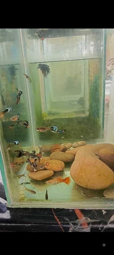 Mix Fancy Guppies (Cobra, Mosaic, Tuxedo) - Healthy & Active