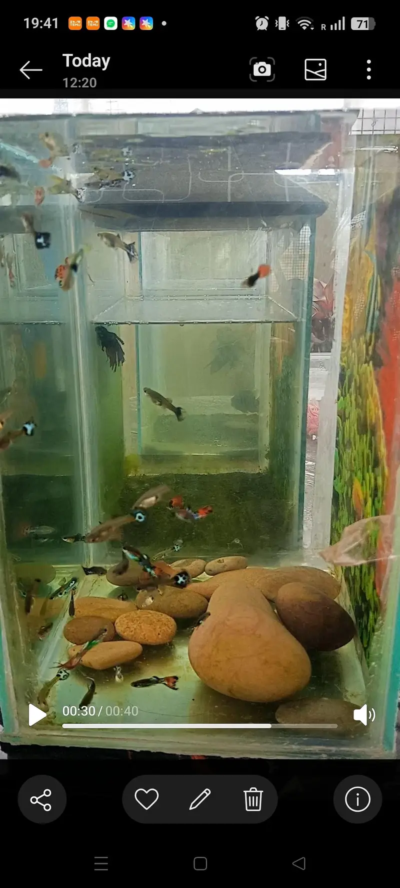 Mix Fancy Guppies (Cobra, Mosaic, Tuxedo) - Healthy & Active — photo 2