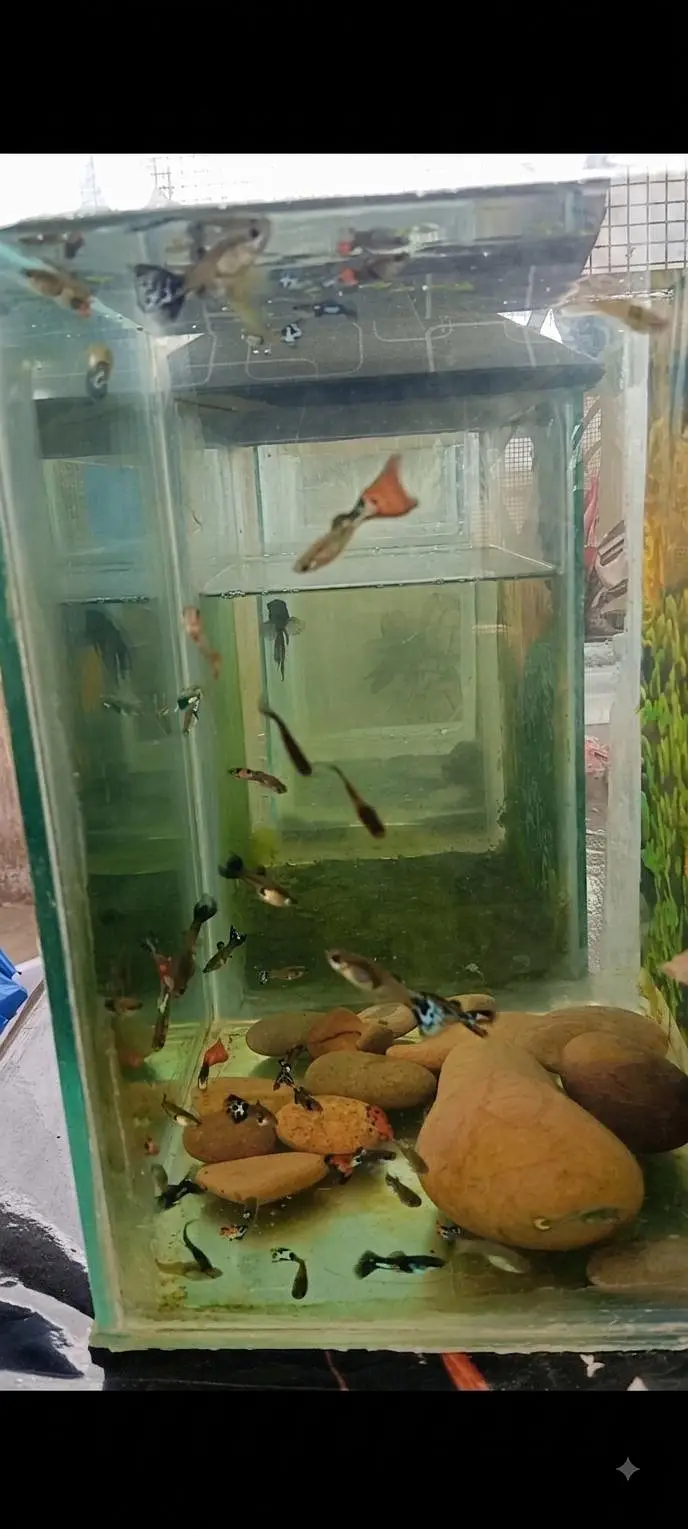 Mix Fancy Guppies (Cobra, Mosaic, Tuxedo) - Healthy & Active — photo 3