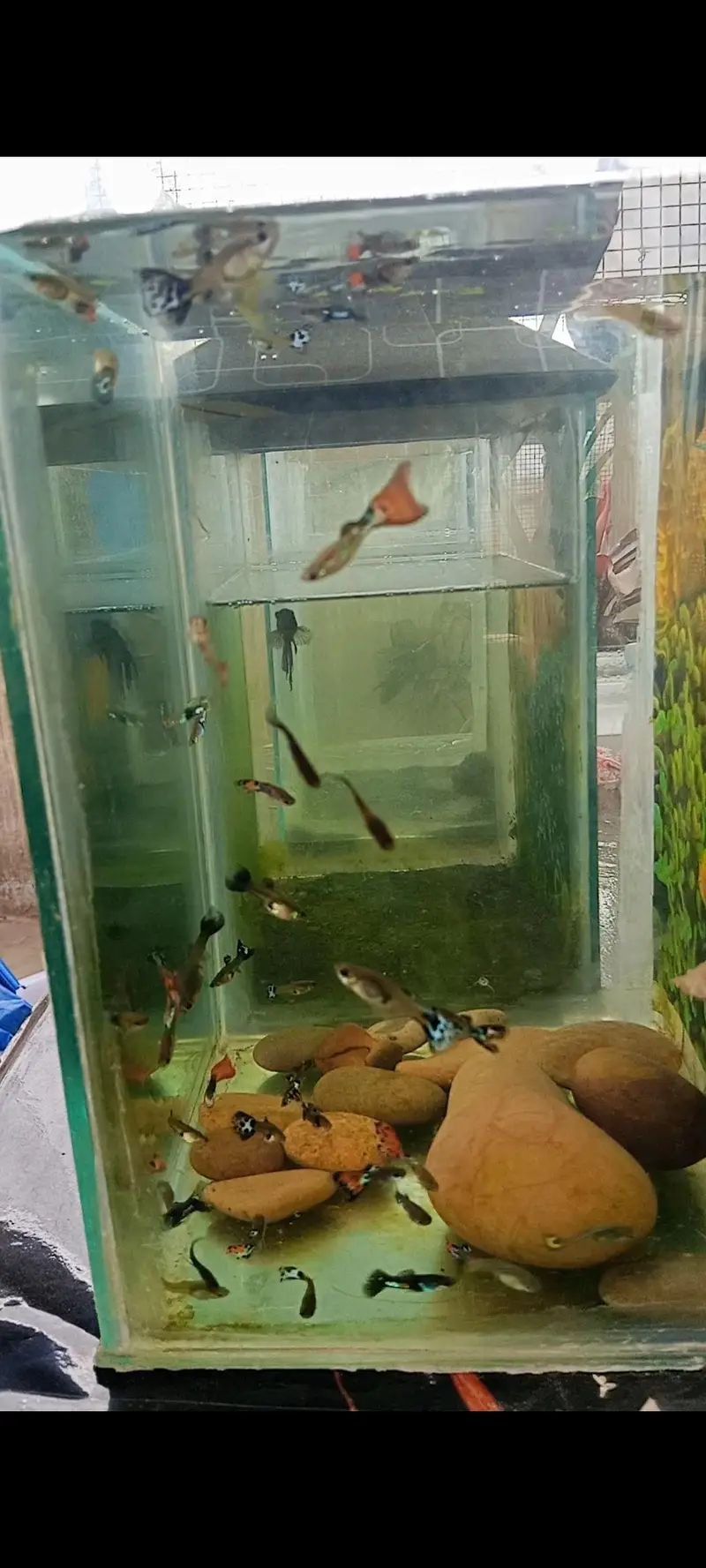 Mix Fancy Guppies (Cobra, Mosaic, Tuxedo) - Healthy & Active — photo 4
