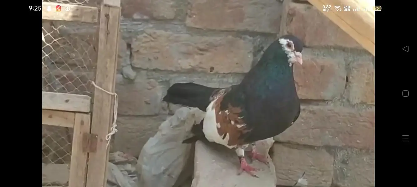 Kally Khaal Guldar  — photo 3