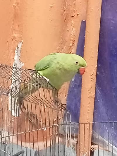 Green Parrot (Mitthu)
