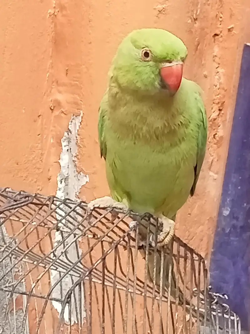 Green Parrot (Mitthu) — photo 2