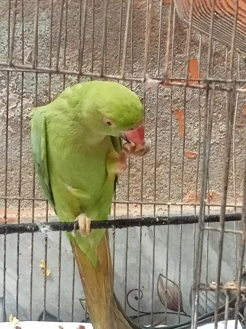 Green Parrot (Mitthu) — photo 3