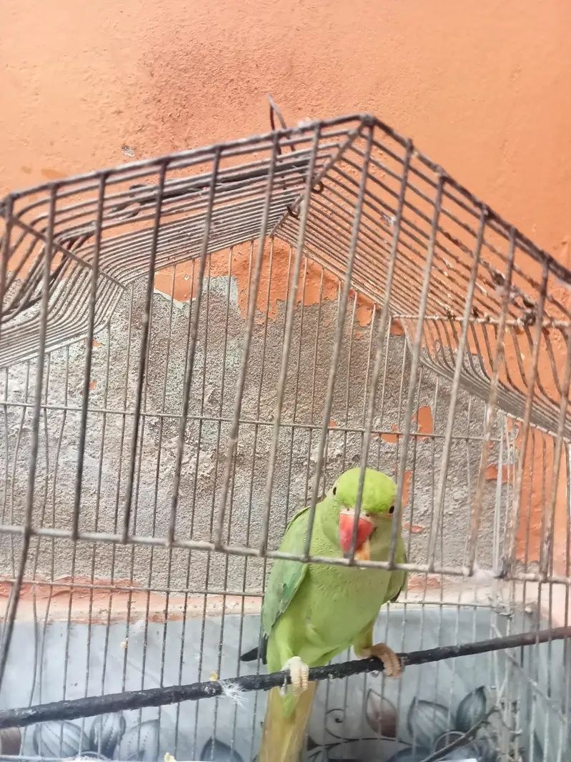 Green Parrot (Mitthu) — photo 4