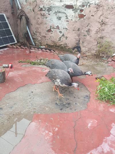 3 Female Chakor for Sale