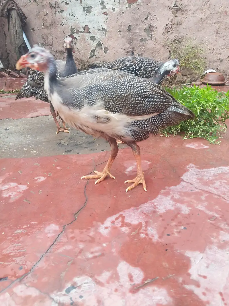 3 Female Chakor for Sale — photo 2