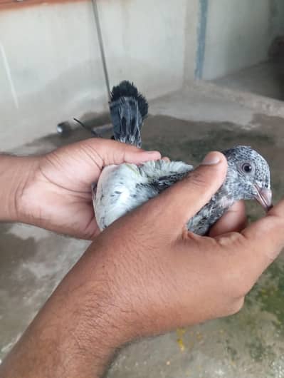 healthy and active chicks