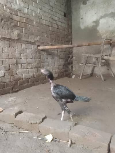 Aseel chicks