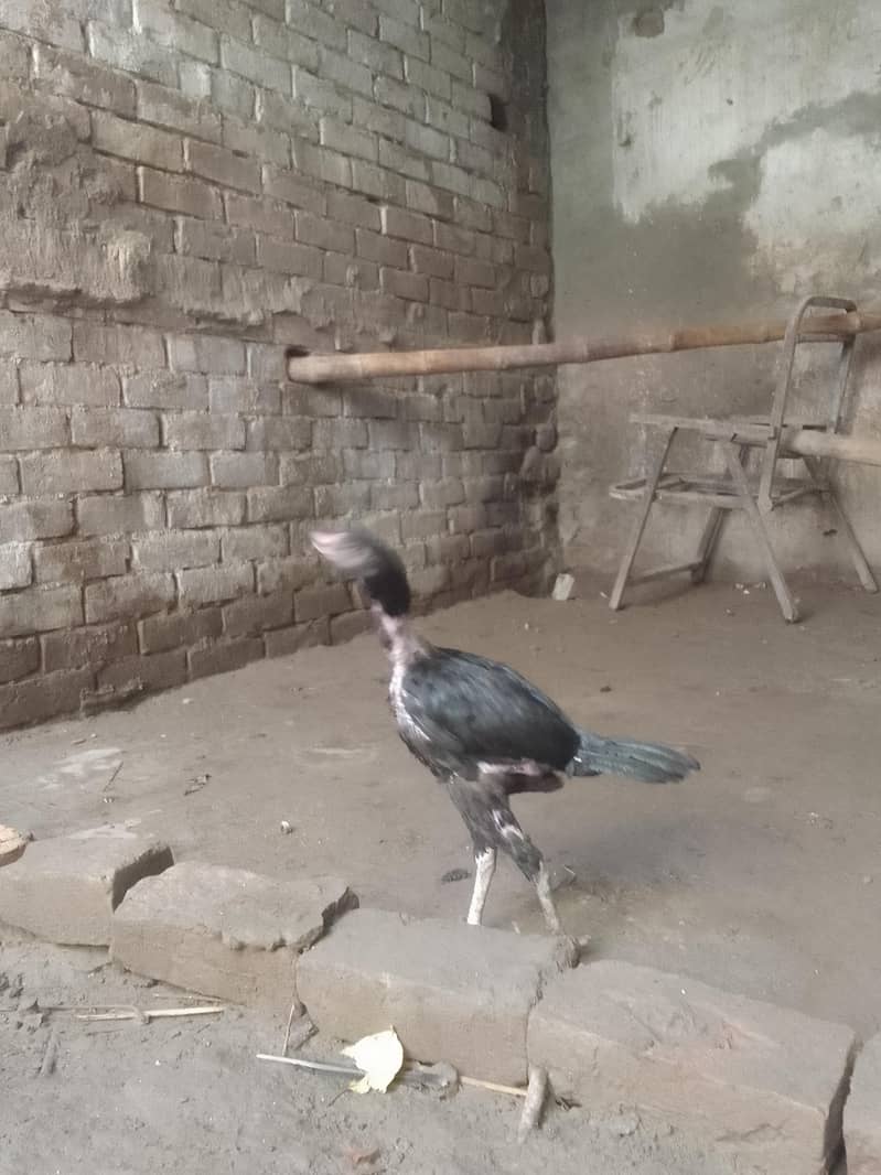 Aseel chicks 0