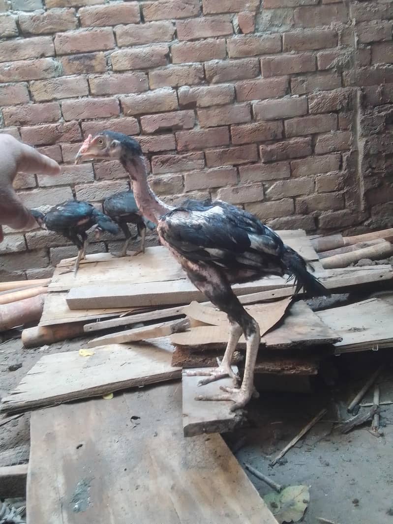 Aseel chicks 1