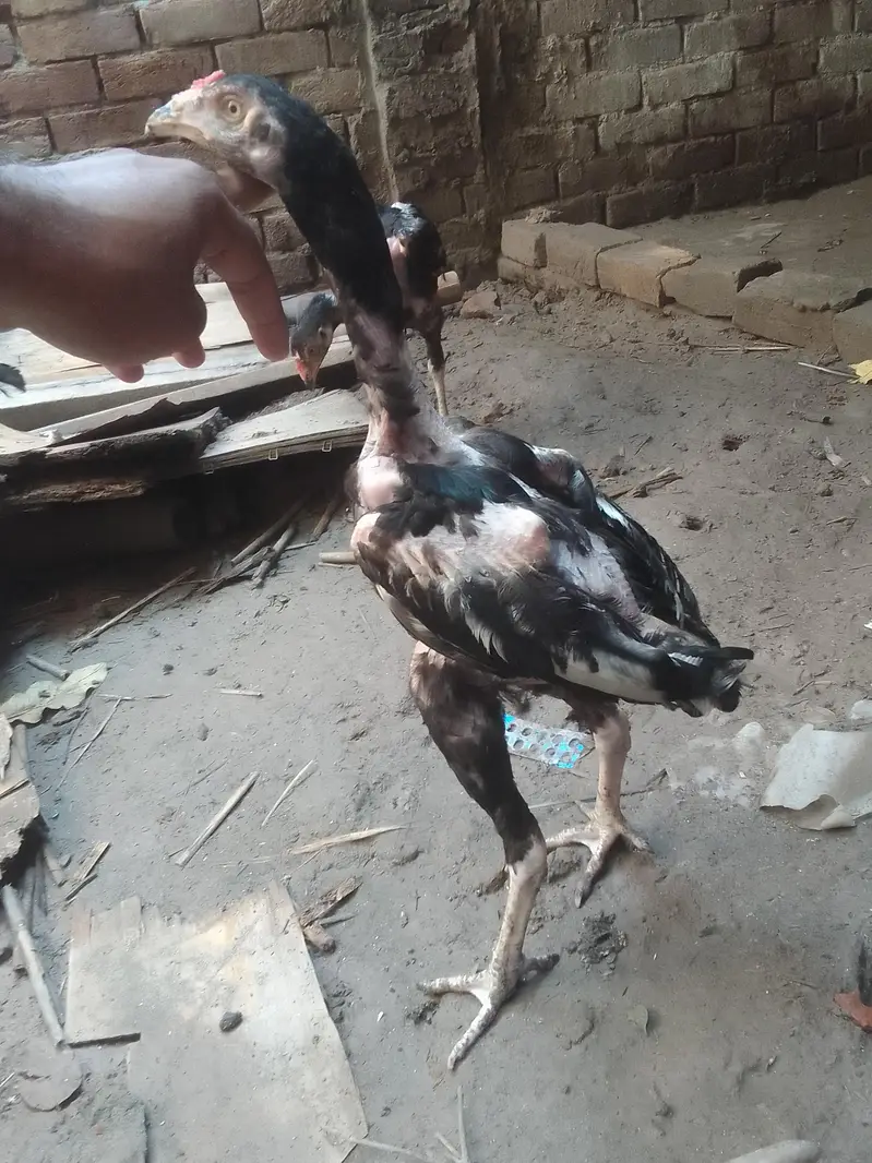 Aseel chicks — photo 3