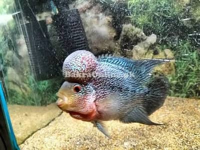 Quality Fishes Are Available In Very Reasonable Prices. 03705102067