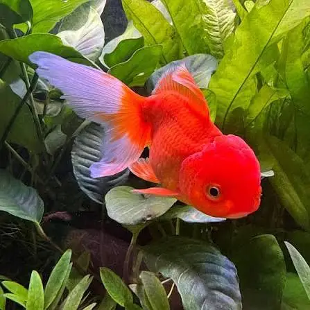 Quality Fishes Are Available In Very Reasonable Prices. 03705102067 — photo 2