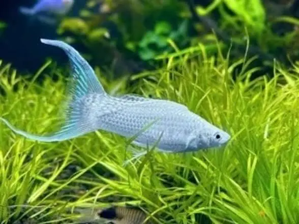 Quality Fishes Are Available In Very Reasonable Prices. 03705102067 — photo 3