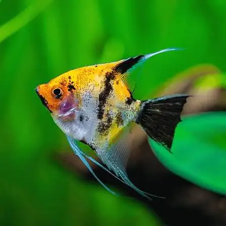 Quality Fishes Are Available In Very Reasonable Prices. 03705102067 — photo 4