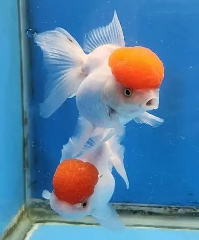 Quality Fishes Are Available In Very Reasonable Prices. 03705102067 — photo 5