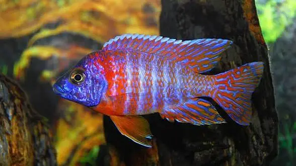 Quality Fishes Are Available In Very Reasonable Prices. 03705102067 — photo 6