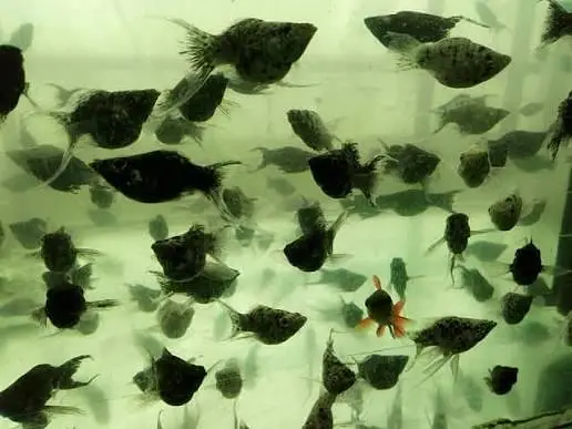 Quality Fishes Are Available In Very Reasonable Prices. 03705102067 — photo 7