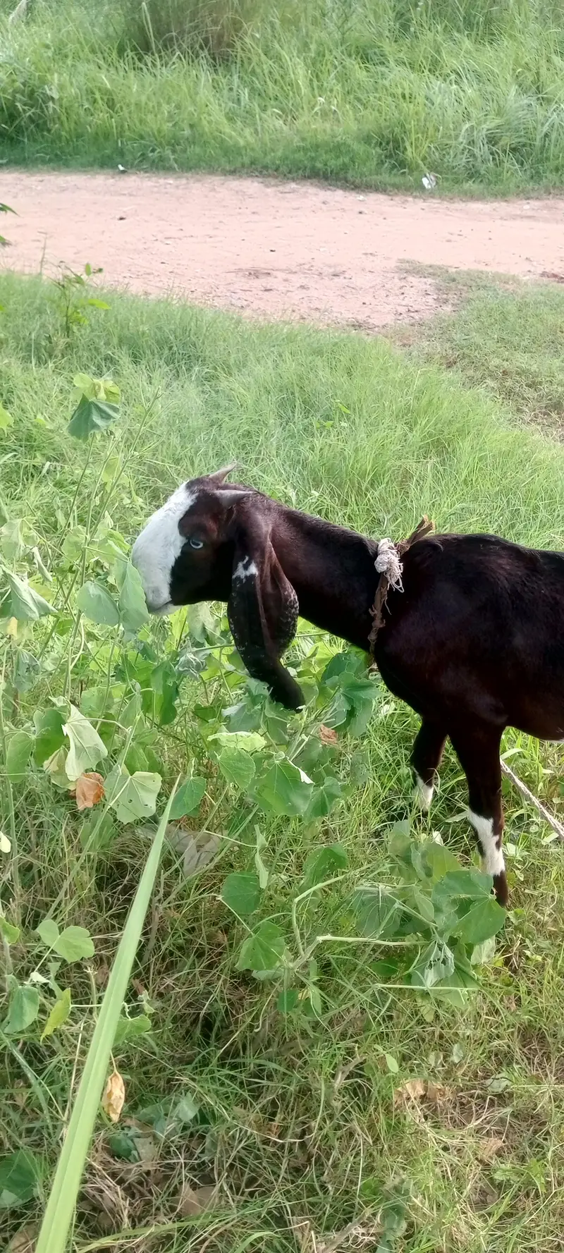 Amrtasri betal — photo 3