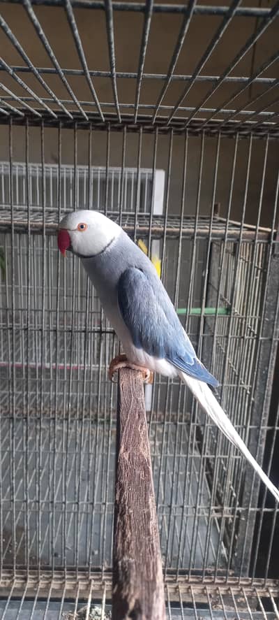 ​Clear Head Clear Tail Breeder Pair