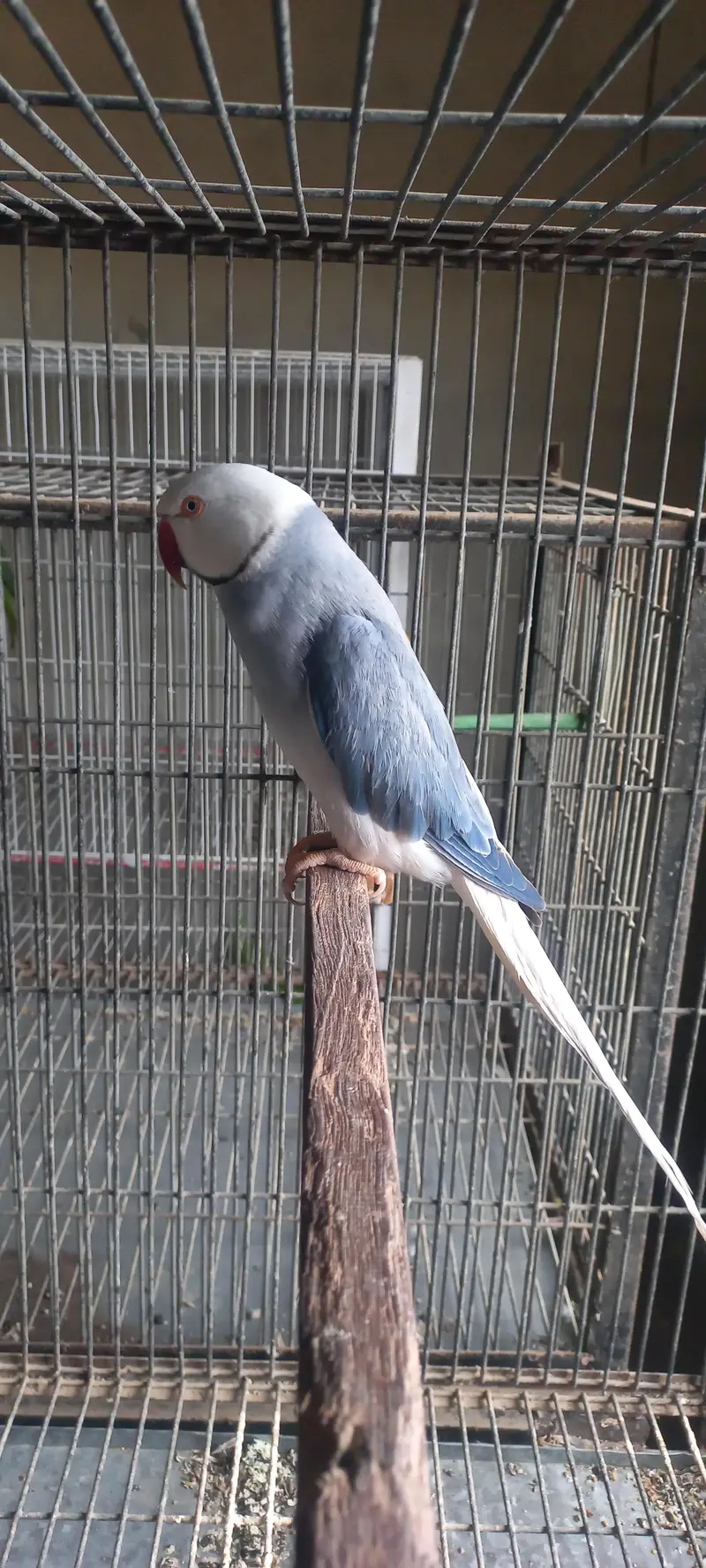 ​Clear Head Clear Tail Breeder Pair — photo 2