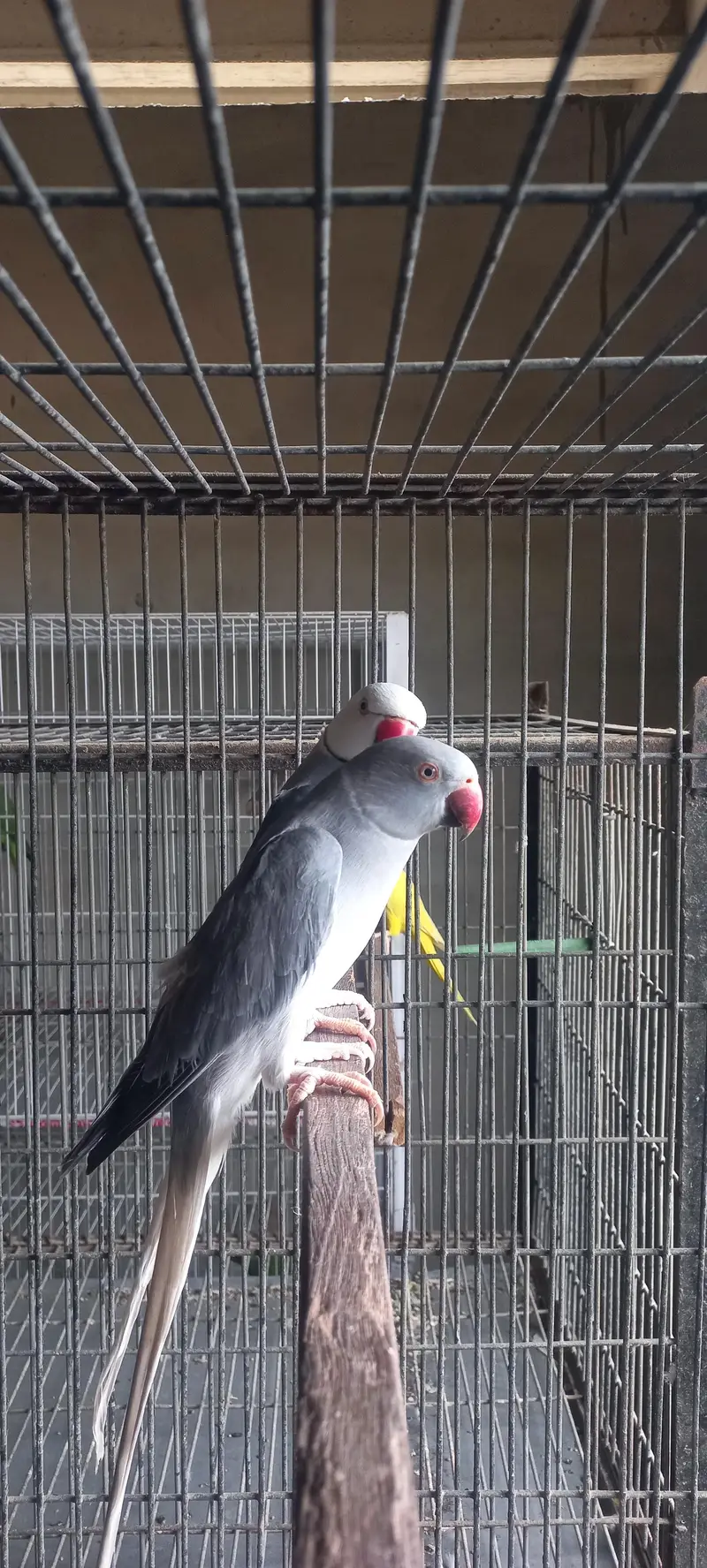 ​Clear Head Clear Tail Breeder Pair — photo 3