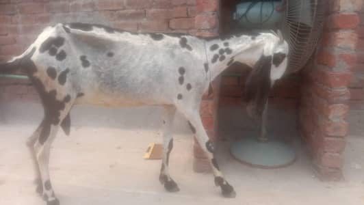 3 month pehly bachy diye dhood e ni ha bachy sale kr diye