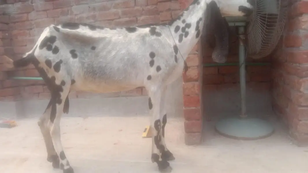3 month pehly bachy diye dhood e ni ha bachy sale kr diye — photo 2