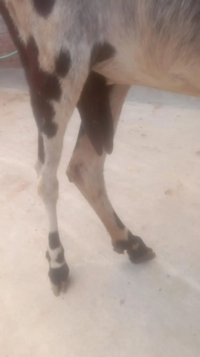 3 month pehly bachy diye dhood e ni ha bachy sale kr diye — photo 3